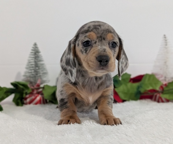 Medium Photo #9 Dachshund Puppy For Sale in GOSHEN, IN, USA