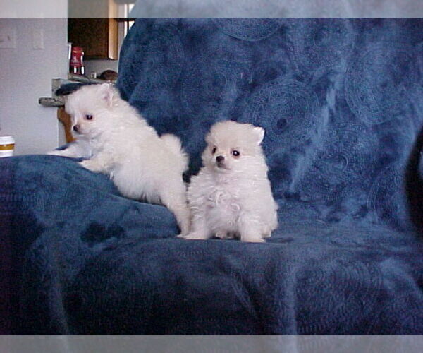 Medium Photo #5 Pomeranian Puppy For Sale in APPLE VALLEY, CA, USA