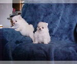 Small #4 Pomeranian
