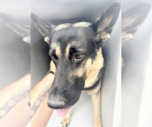 Medium Photo #1 German Shepherd Dog Puppy For Sale in Houston, TX, USA