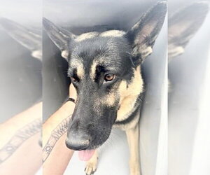 German Shepherd Dog Dogs for adoption in Houston, TX, USA