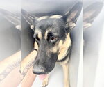 Small German Shepherd Dog