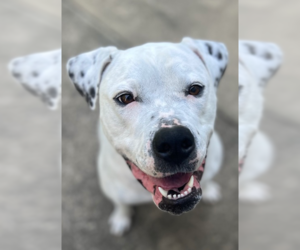 American Bulldog Dogs for adoption in Raleigh, NC, USA