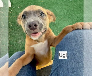 Ugi - Female American Staffordshire Terrier Dog for Adoption - Photo #3