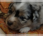 Small Photo #3 Australian Shepherd Puppy For Sale in OZARK, AR, USA