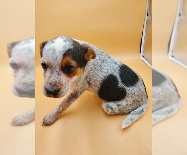 Medium Photo #1 Australian Cattle Dog Puppy For Sale in GOSHEN, IN, USA