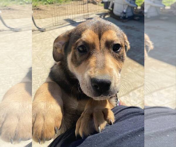 Medium Photo #5 Mutt Puppy For Sale in La Verne, CA, USA