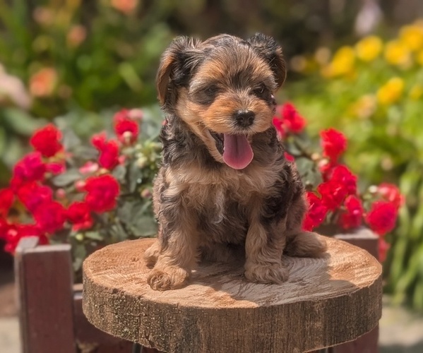 Medium Photo #15 Yorkipoo Puppy For Sale in GOSHEN, IN, USA