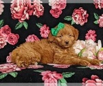 Small Photo #5 Double Doodle Puppy For Sale in NOTTINGHAM, PA, USA