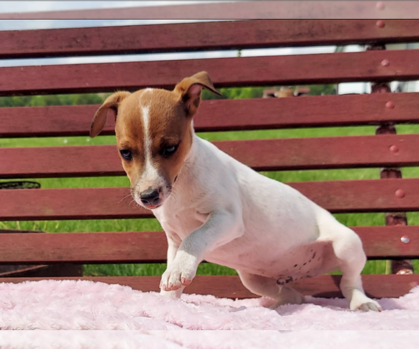 Medium Photo #1 Jack Russell Terrier Puppy For Sale in FRYTOWN, IA, USA