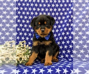 Rottweiler Dog for Adoption in CHRISTIANA, Pennsylvania USA