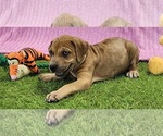 Small #1 Catahoula Leopard Dog