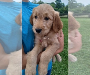 Golden Retriever-Unknown Mix Puppy for sale in W ALEX, OH, USA