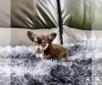 Small #1 Chihuahua