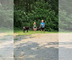 Small #4 Labrador Retriever