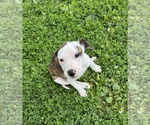 Small #17 American Bulldog-Labrador Retriever Mix