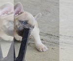 Small #4 French Bulldog