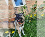 Small #6 Akita-Huskies  Mix