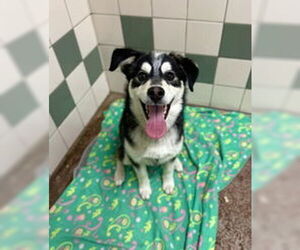 Siberian Husky Dogs for adoption in Salinas, CA, USA