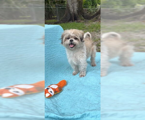 Medium Photo #4 Shih Tzu Puppy For Sale in Weston, FL, USA