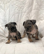 Small Photo #11 French Bulldog Puppy For Sale in NEWMAN, CA, USA