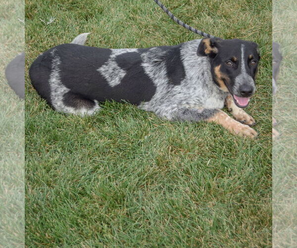 Medium Photo #3 Mutt Puppy For Sale in Huntley, IL, USA