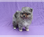 Small Photo #3 Pomeranian Puppy For Sale in WEST PALM BEACH, FL, USA