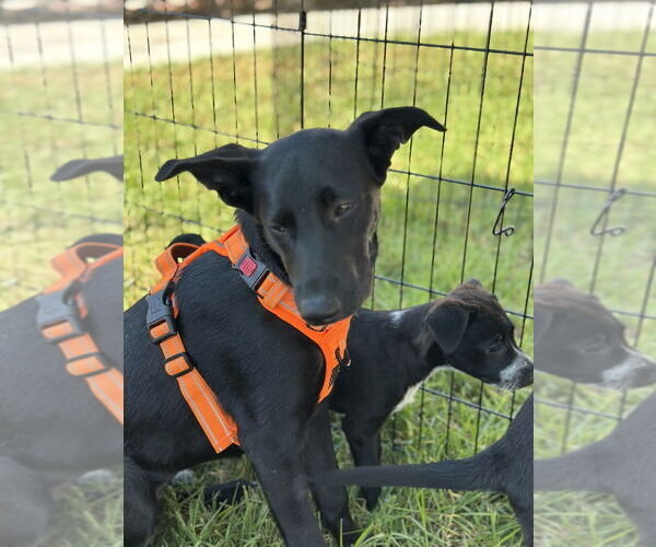 Medium Photo #6 Labrador Retriever-Unknown Mix Puppy For Sale in San Diego, CA, USA