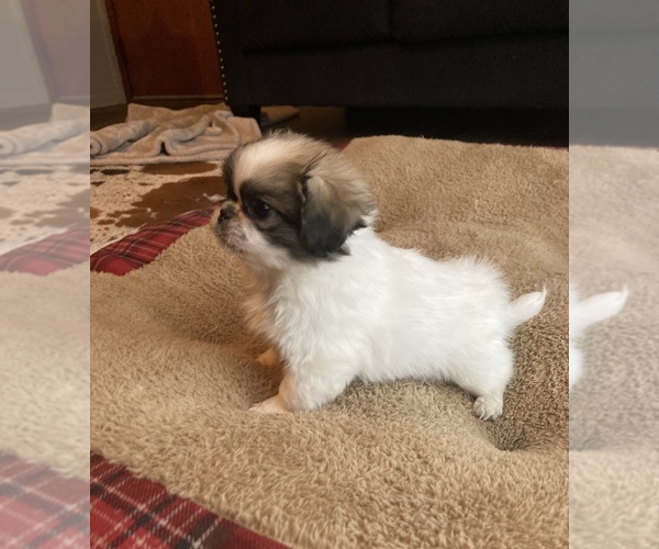 Medium Photo #2 Pekingese Puppy For Sale in BRIGHTON, MO, USA