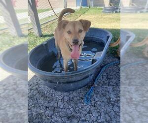 Black Mouth Cur-Unknown Mix Dogs for adoption in Corpus Christi, TX, USA