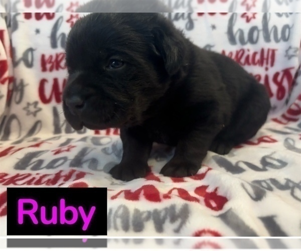 Medium Photo #5 Labrador Retriever Puppy For Sale in FAYETTEVILLE, OH, USA