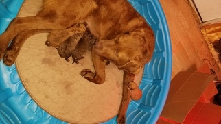 Mother of the Chesapeake Bay Retriever puppies born on 01/26/2018