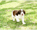 Small Photo #4 English Springer Spaniel Puppy For Sale in FITZGERALD, GA, USA