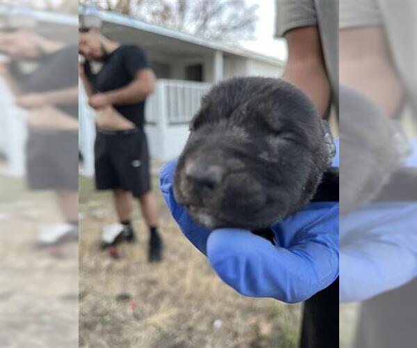 Medium Photo #1 Mutt Puppy For Sale in Houston, TX, USA