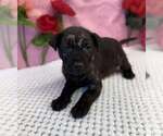 Small #1 American Staffordshire Terrier-Labrador Retriever Mix