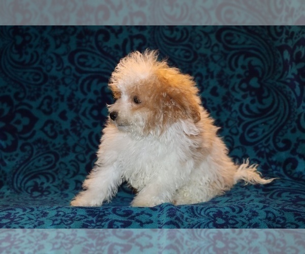 Medium Photo #5 Goldendoodle (Miniature) Puppy For Sale in DYERSBURG, TN, USA