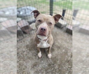 Mutt Dogs for adoption in Evansville, IN, USA