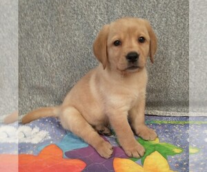 Labrador Retriever Puppy for sale in CALIENTE, CA, USA