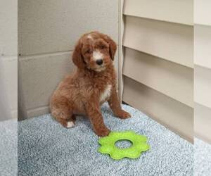 Goldendoodle (Miniature) Puppy for sale in ABBOTSFORD, WI, USA