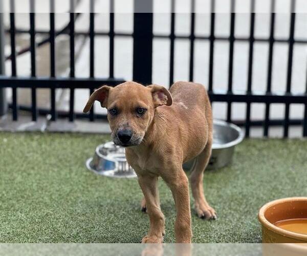 Medium Photo #1 American Staffordshire Terrier-Unknown Mix Puppy For Sale in Waco, TX, USA