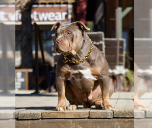 Mother of the American Bully puppies born on 12/23/2025