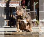 Small Photo #1 American Bully Puppy For Sale in TEMECULA, CA, USA