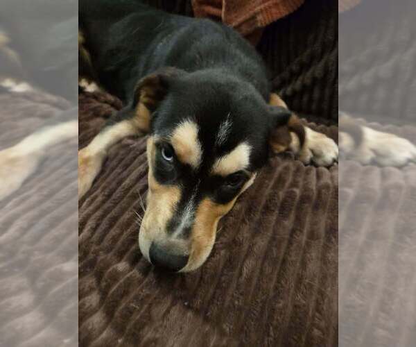 Medium Photo #2 Rottweiler-Siberian Husky Mix Puppy For Sale in Aurora, IN, USA