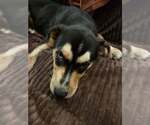 Small #1 Rottweiler-Siberian Husky Mix