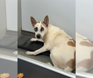 Siberian Husky-Unknown Mix Dogs for adoption in Fayetteville, NC, USA