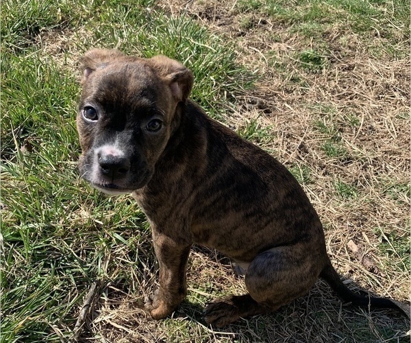 Medium Photo #2 American Bully-Boxer Mix Puppy For Sale in PORTSMOUTH, VA, USA