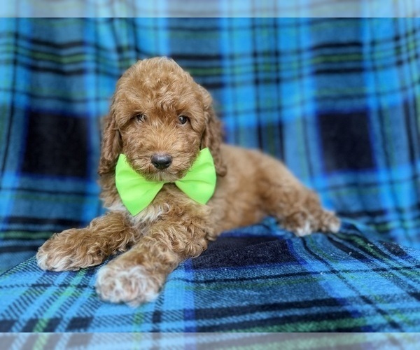 Medium Photo #2 Poodle (Miniature) Puppy For Sale in LAKELAND, FL, USA