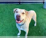 Small #1 Labrador Retriever Mix