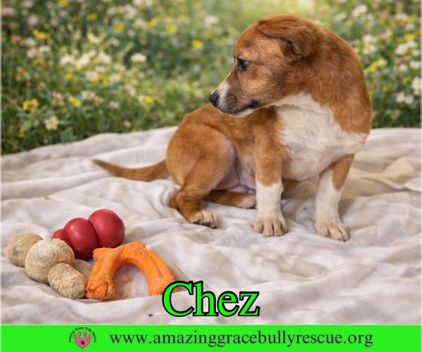 Medium Photo #5 Chiweenie Puppy For Sale in Pensacola, FL, USA