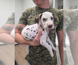 Medium Dalmatian